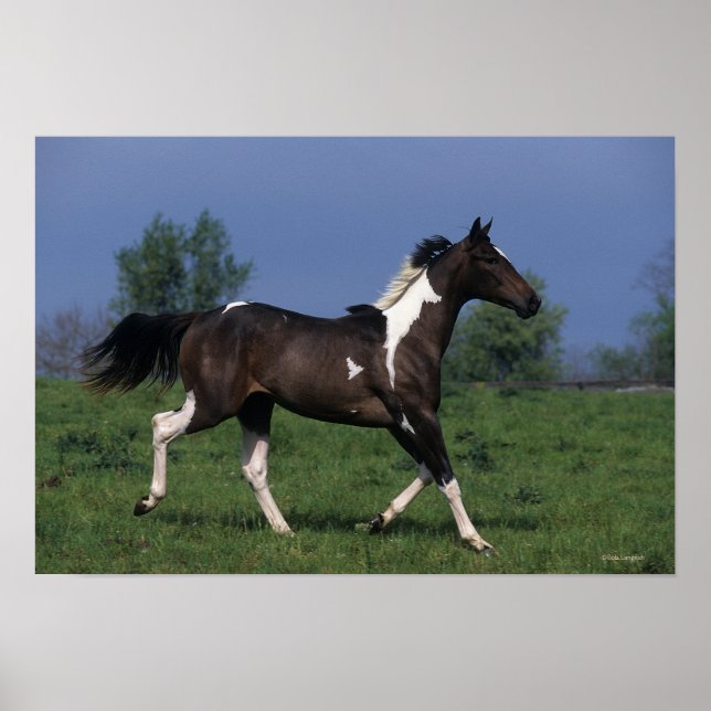 Poster Cheval de peinture 2 (Devant)
