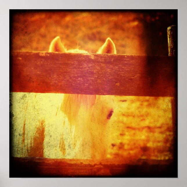 Poster Cheval de Pékin (Devant)