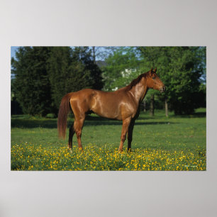 Poster Cheval de pur sang en fleurs