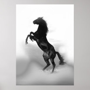 Poster Cheval d'élevage noir blanc