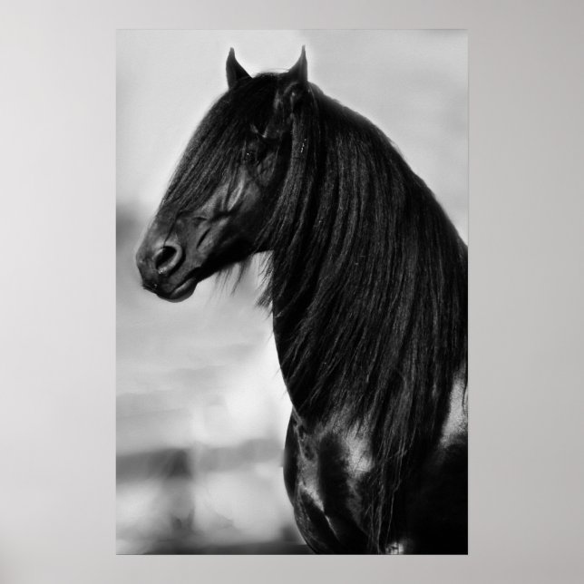 Poster Cheval d'étalon noir friésien (Devant)