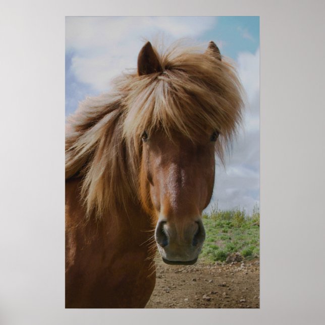 Poster Cheval d'Islande III (Devant)