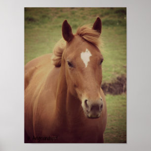 Poster Cheval d'oseille