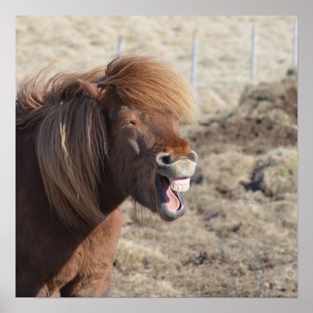 Poster Cheval drôle Faire un visage idiot (Devant)