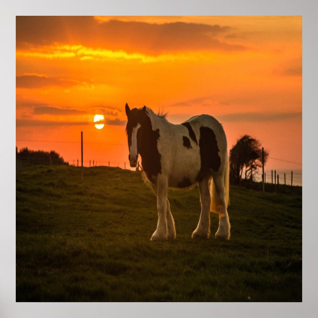 Poster Cheval du coucher du soleil (Devant)