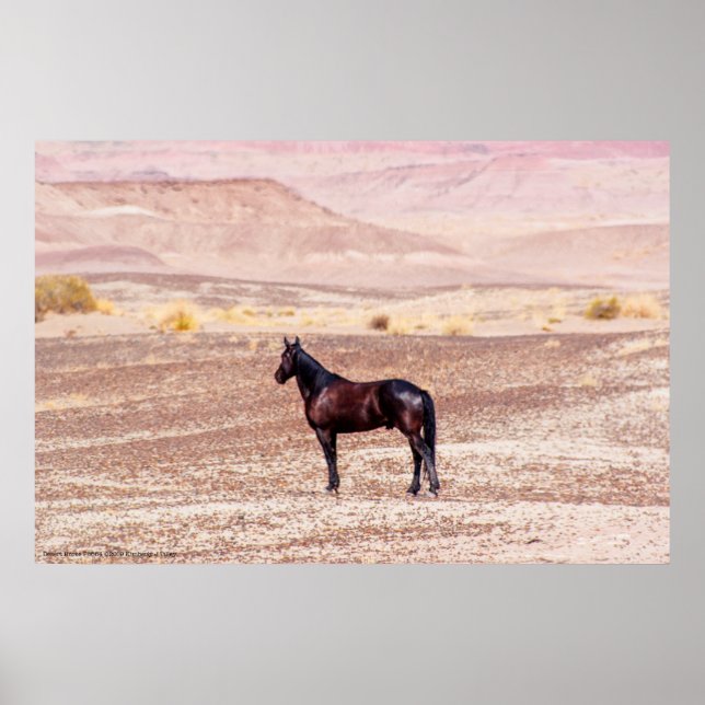 Poster Cheval du désert P8664 (Devant)