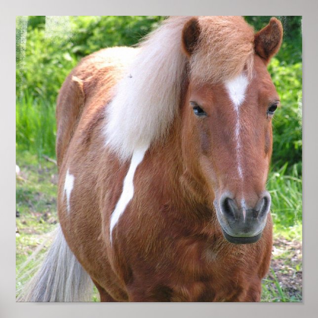 Poster Cheval du quartier de peinture Imprimer (Devant)