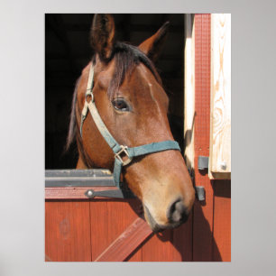 Poster Cheval en Grange