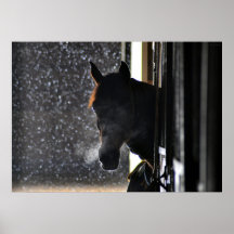 Cheval en hiver