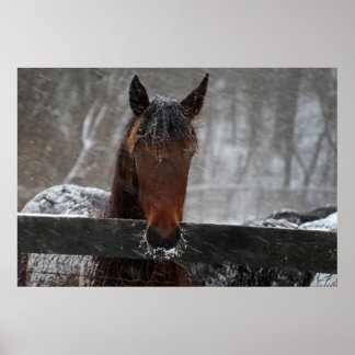 Poster Cheval en Neige