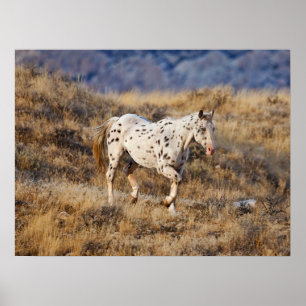 Poster Cheval errant dans les collines panoramiques de Bi