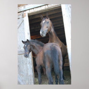 Poster Cheval et Pony