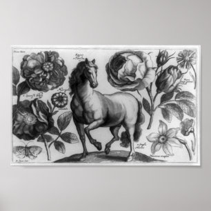 Poster Cheval et Rose