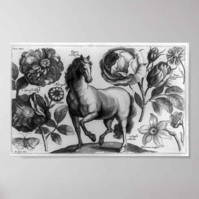 Poster Cheval et Rose (Devant)