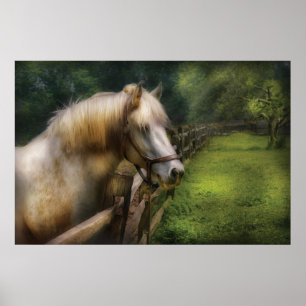 Poster Cheval - Étalon Blanc