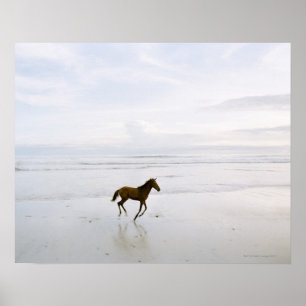 Poster Cheval fonctionnant sur la plage