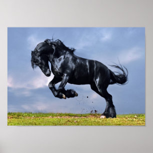 Poster - Cheval Friésien Noir Courant Gratuit