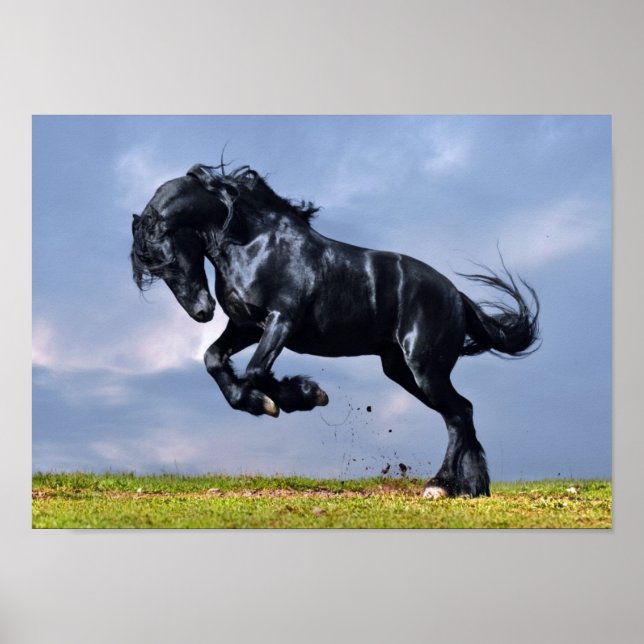 Poster - Cheval Friésien Noir Courant Gratuit (Devant)