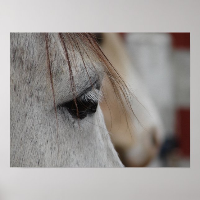 Poster Cheval gris (Devant)