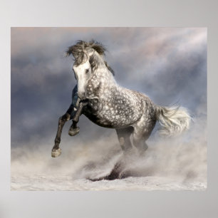 Poster Cheval gris dappu andalou en mouvement