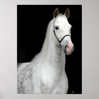 Poster Cheval gris pomme