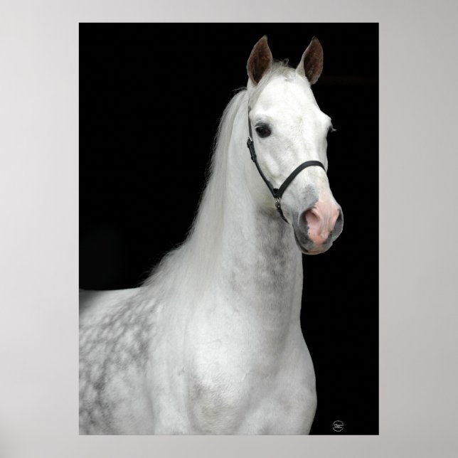 Poster Cheval gris pomme (Devant)