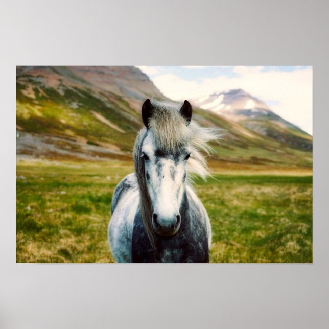 Poster Cheval gris sauvage (Devant)