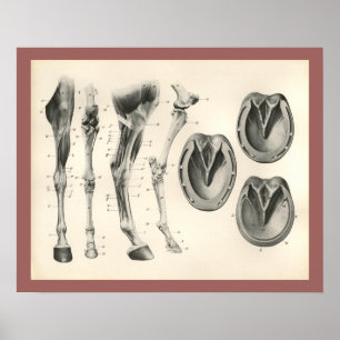 Poster Cheval Hoof Leg Bones Muscle Anatomie Imprimer