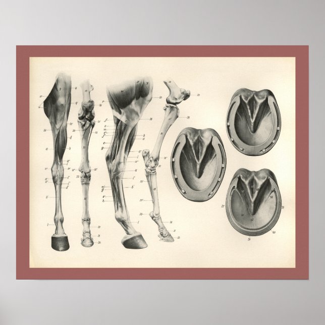 Poster Cheval Hoof Leg Bones Muscle Anatomie Imprimer (Devant)
