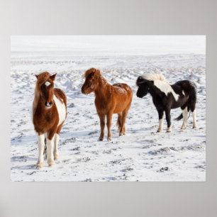 Poster Cheval islandais avec pelage d'hiver typique