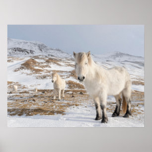 Poster Cheval islandais Blonduos, Islande