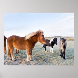 Poster Cheval islandais en hiver en Islande