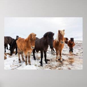 Poster Cheval islandais en hiver en Islande