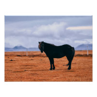 Cheval islandais noir