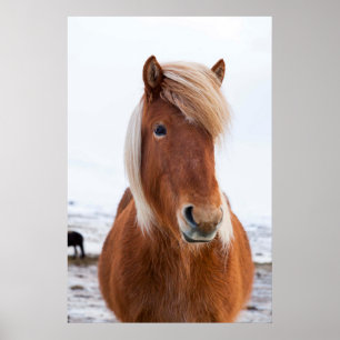 Poster Cheval islandais pendant l'hiver 2