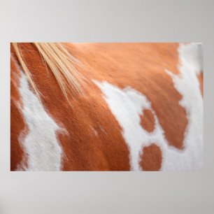 Poster Cheval manteau animal équin tan