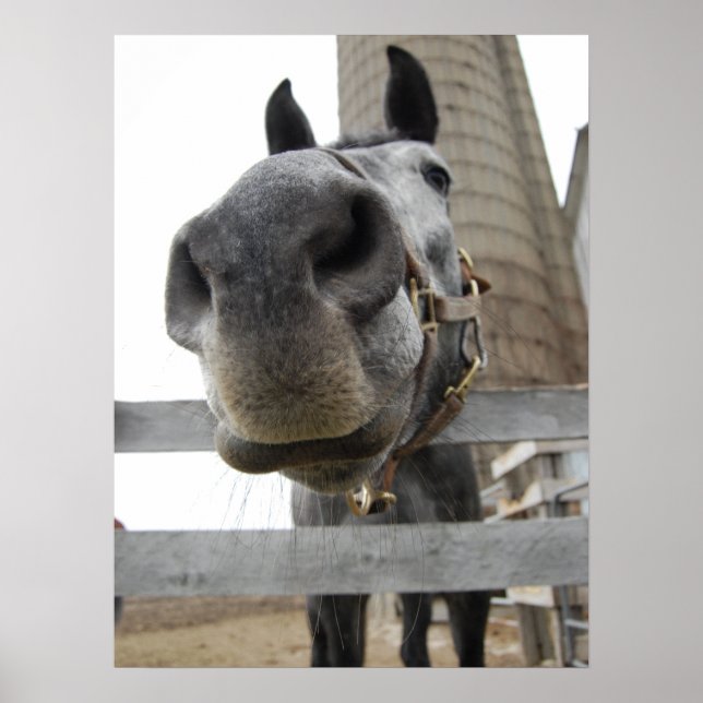 Poster Cheval mignon (Devant)