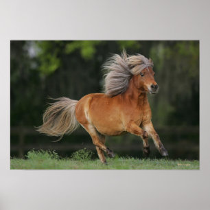 Poster Cheval Miniature En Course
