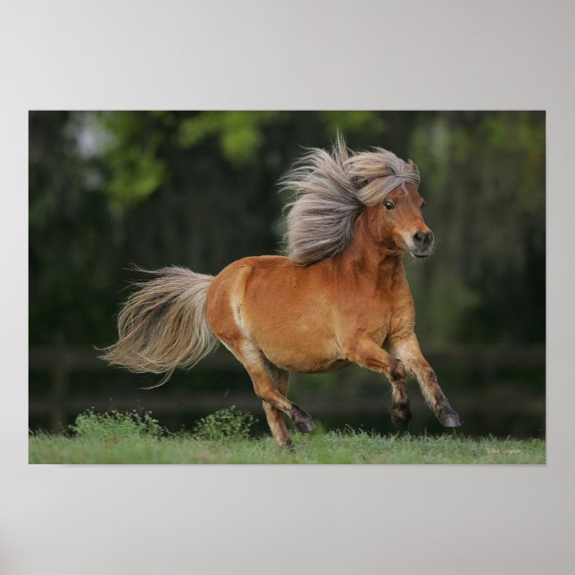 Poster Cheval Miniature En Course (Devant)