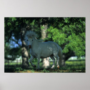 Poster Cheval miniature se tenant dans les arbres