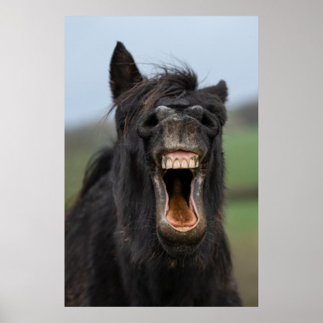 Poster Cheval Montrant Ses Dents (Devant)