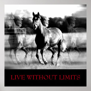 Poster Cheval Motivationnel Blanc Noir Vit Sans Limites