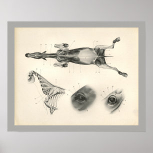 Poster Cheval Muscle vétérinaire Squelette Anatomie Impri
