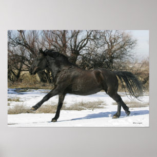 Poster Cheval Mustang sauvage dans la neige 2