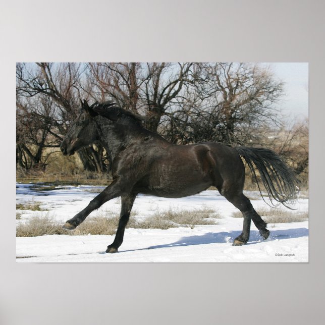 Poster Cheval Mustang sauvage dans la neige 2 (Devant)