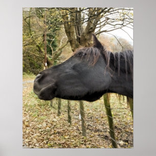 POSTER CHEVAL NOIR