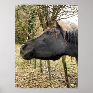 POSTER CHEVAL NOIR