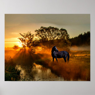 Poster Cheval noir au lever de soleil ou au coucher du