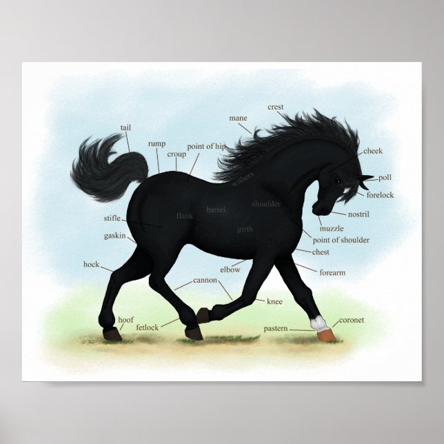 Poster Cheval noir avec carte d'anatomie Star & Sock (Devant)