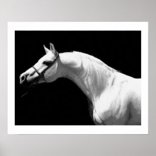 Poster Cheval Noir & Blanc